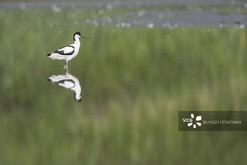反嘴鹬成鸟在湖中，诺福克，英格兰，英国，欧洲图片素材