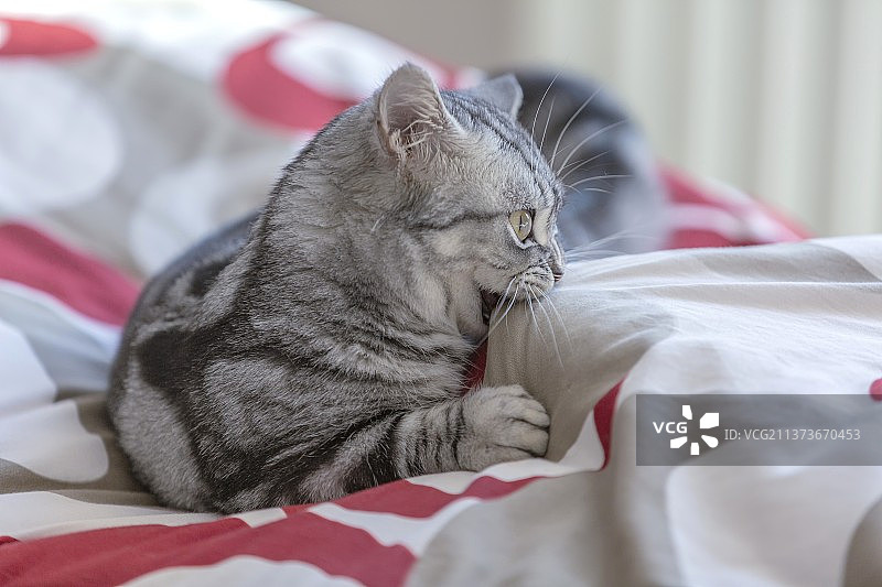 虎斑猫图片素材