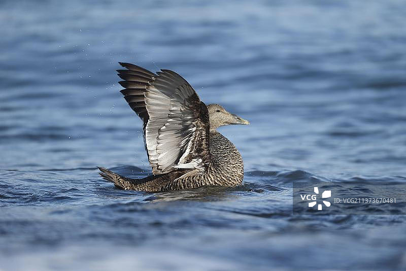 在海上伸展翅膀的普通绒鸭，英国诺森伯兰图片素材