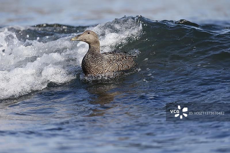 英国诺森伯兰郡海中游泳的普通绒鸭成年雌性图片素材