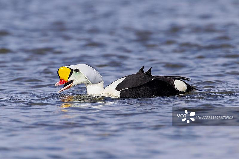 王绒鸭雄鸟在苏格兰捕食贻贝图片素材