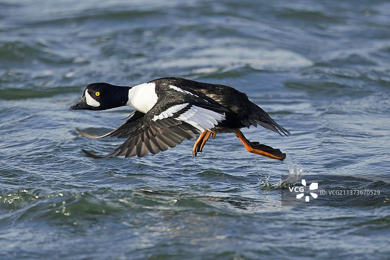 冰岛，正在起飞的斑头秋沙鸭雄鸟图片素材