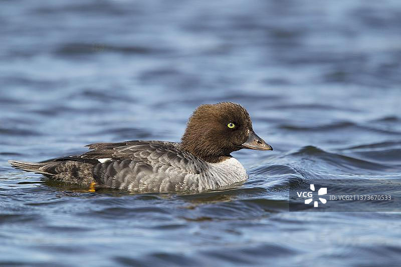 在冰岛游泳的雌性潜鸭图片素材
