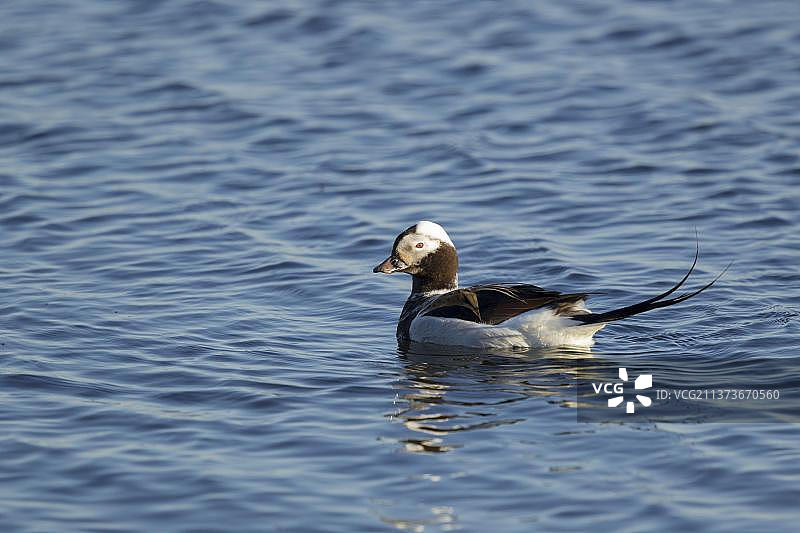 在冰岛米湖游泳的长尾鸭（繁殖期雄性）图片素材
