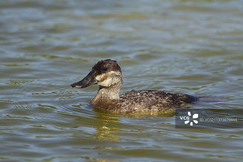 红鸭，游泳图片素材