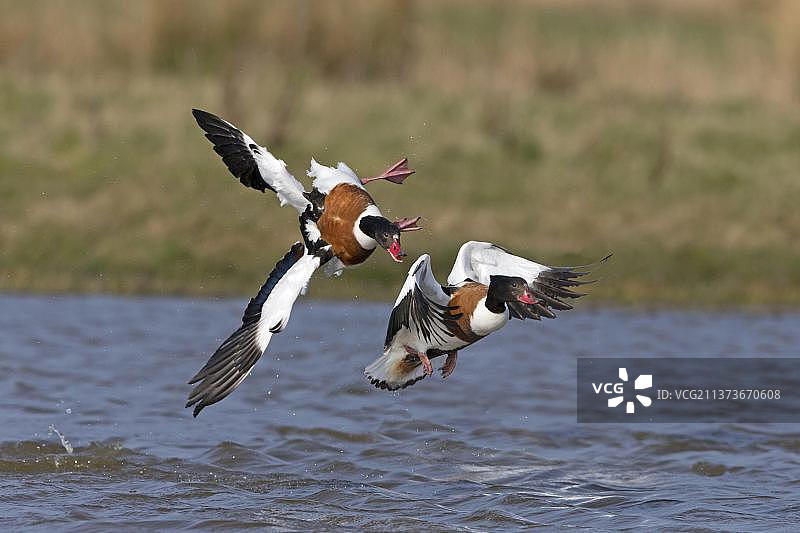 两只成年赤麻鸭（Tadorna tadorna）在水中追逐图片素材