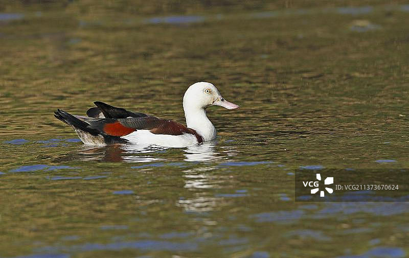 红胸鸭，在凯恩斯水塘中游泳图片素材