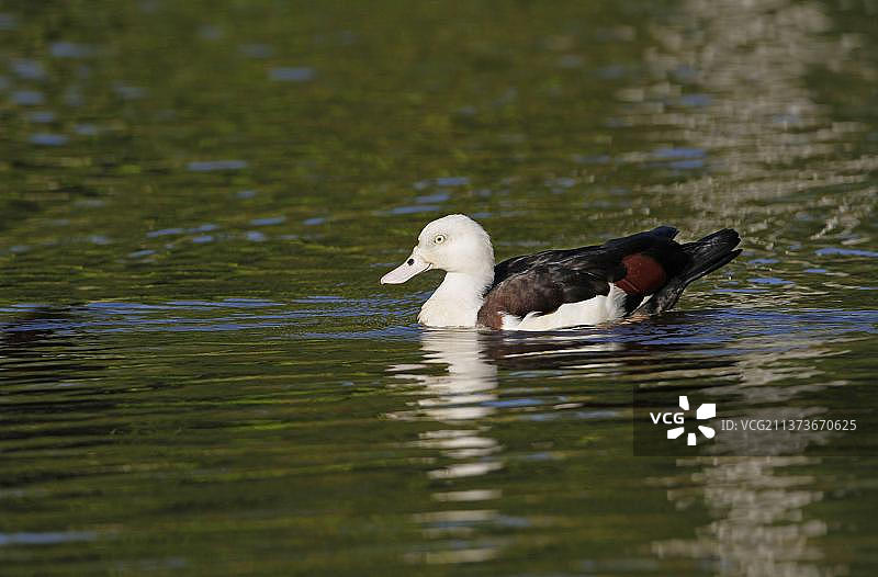 红胸鸭，在凯恩斯水塘中游泳图片素材