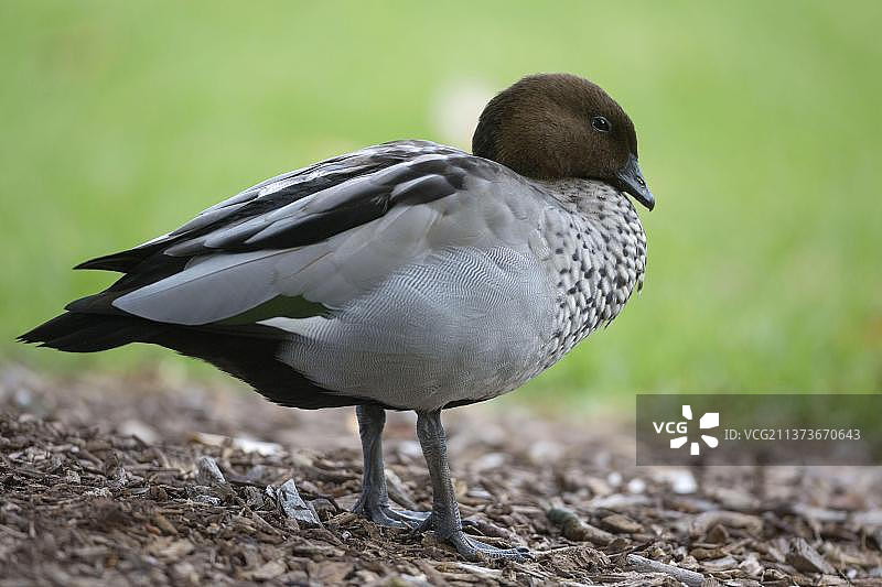 澳洲木鸭，鹅鸟类，动物，悉尼，新南威尔士州，澳大利亚图片素材