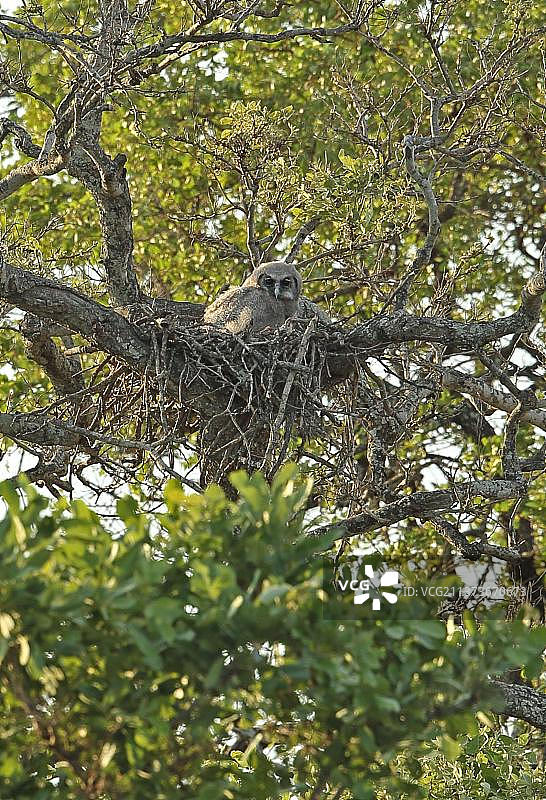 克鲁格国家公园树上巢穴中的韦氏雕鸮幼鸟图片素材