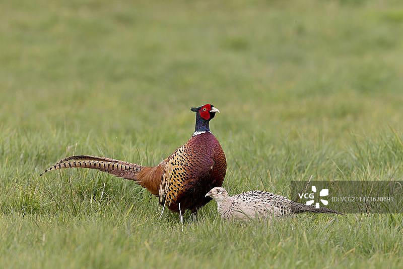 普通雉鸡成对站立在草地中，英国萨福克郡图片素材
