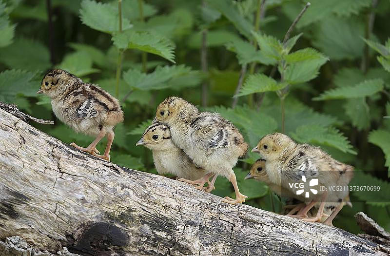 英国诺福克，攀爬树干的雉鸡幼鸟图片素材