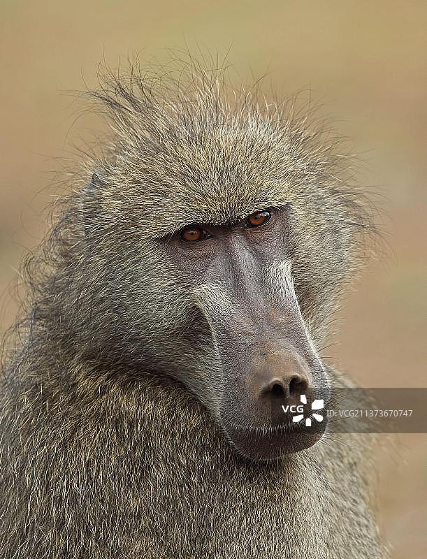 熊狒狒：狒狒，灵长类动物，哺乳动物，南非克鲁格国家公园图片素材