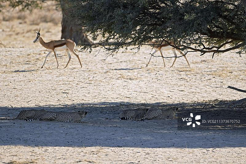 猎豹幼崽准备伏击跳羚，南非卡拉哈里图片素材