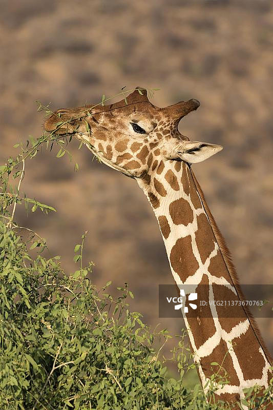网纹长颈鹿特写，在肯尼亚桑布鲁国家保护区以树叶为食图片素材