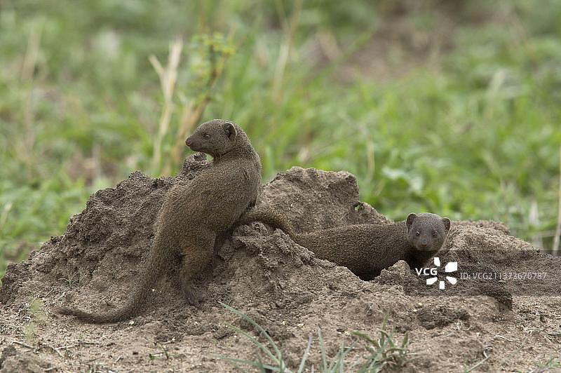 非洲南非克鲁格国家公园中玩耍的普通侏儒獴成年夫妇图片素材
