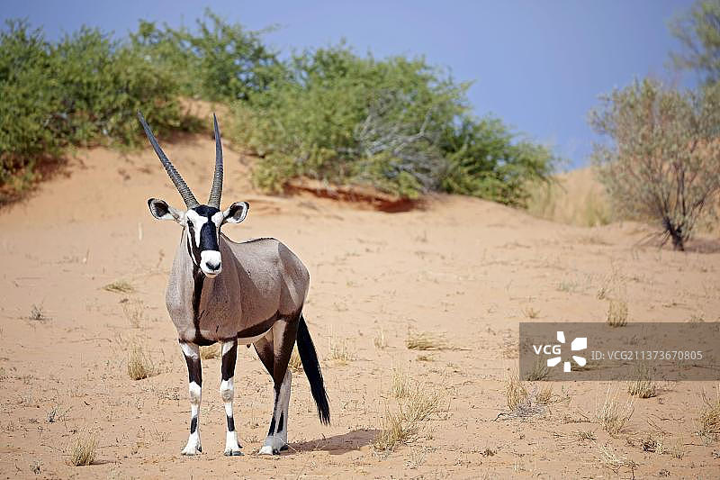 成年剑羚站在卡拉哈里跨国公园的沙丘上（南非北开普省）图片素材