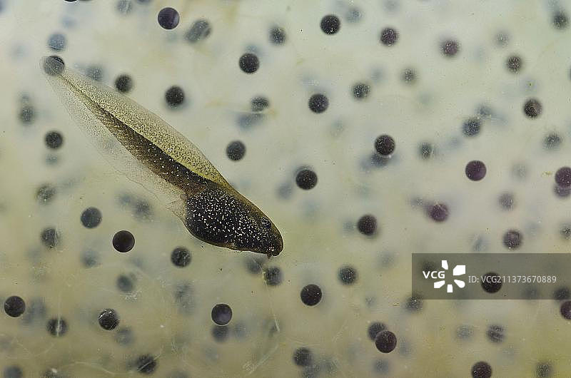 诺丁汉郡水箱中的普通青蛙蝌蚪和卵图片素材