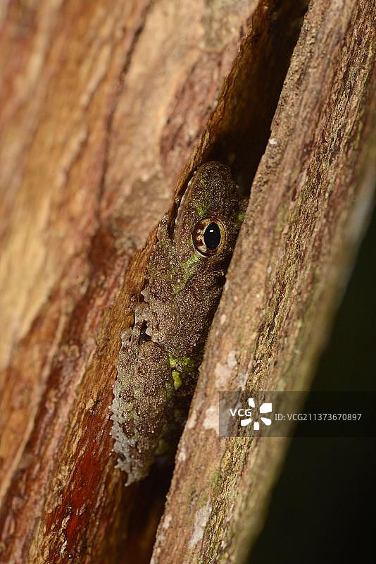 结核灌木蛙（Philautus cavirostris）栖息在树皮下，斯里兰卡锡哈拉贾森林保护区图片素材