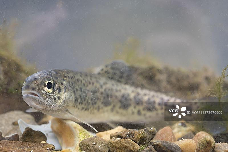 虹鳟鱼，引入物种，小鱼，在水箱中，英国诺丁汉图片素材