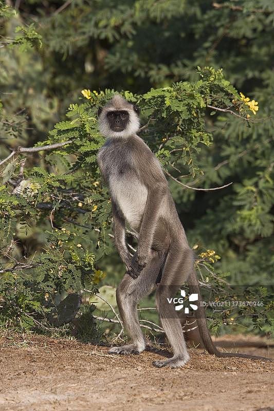 斯里兰卡常见的哈努曼叶猴图片素材