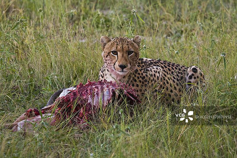 猎豹捕食（黑斑羚）图片素材