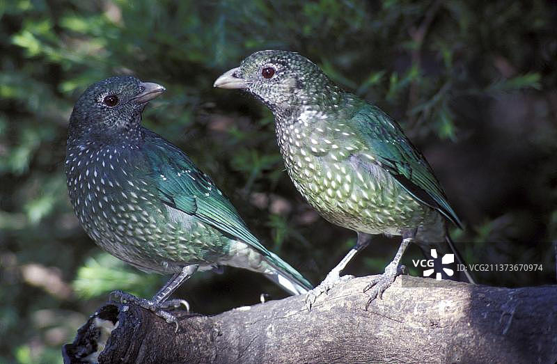 绿园猫鹎图片素材