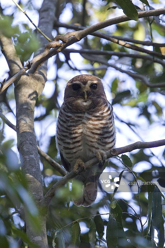 马达加斯加猫头鹰图片素材