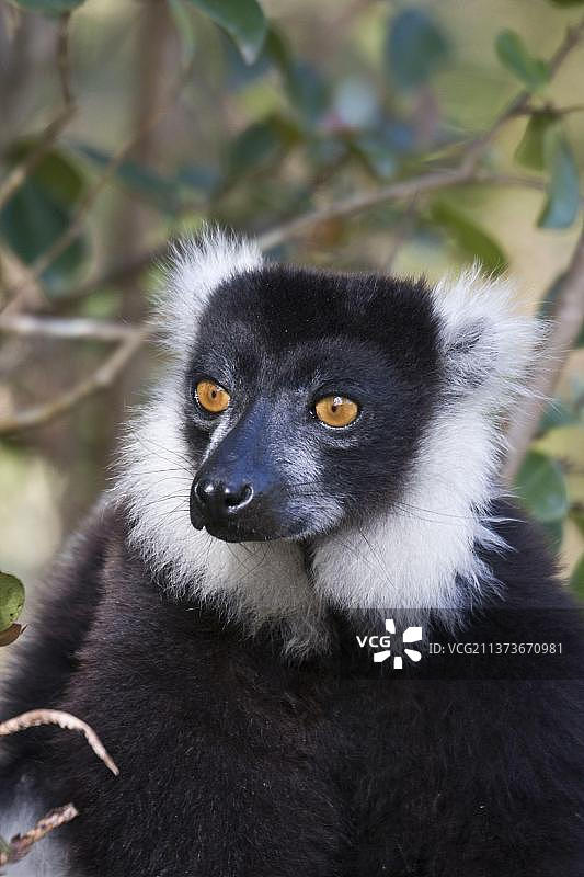 黑白领狐猴图片素材