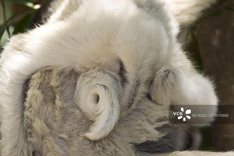 幼年维氏冕狐猴卷曲的尾巴图片素材