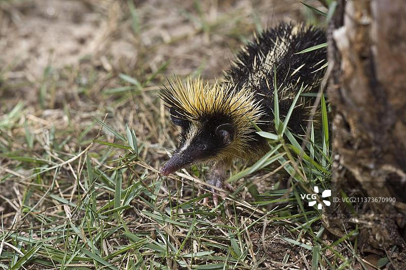 纹背马岛猬、条纹鸭、食虫动物、哺乳动物、动物、低地条纹猬、马达加斯加、非洲图片素材