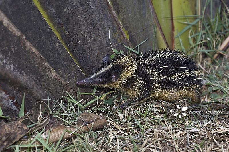 条纹马岛猬图片素材