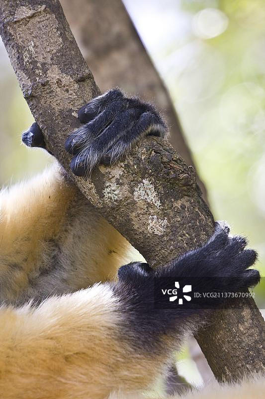 冕狐猴的四肢，昂达西贝，马达加斯加，非洲图片素材