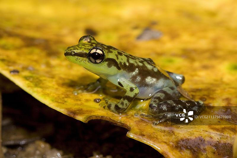 马达加斯加树蛙图片素材