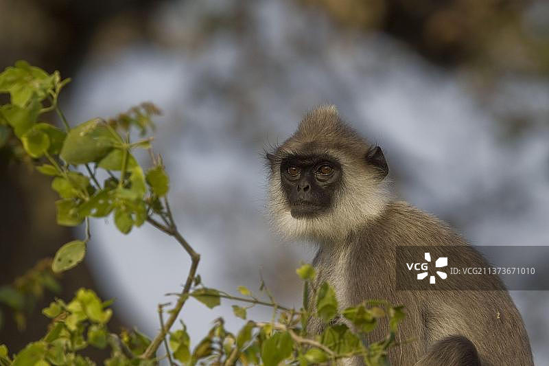 灰叶猴图片素材