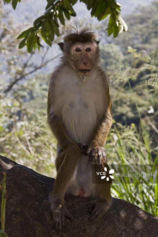 斯里兰卡帽猕猴图片素材