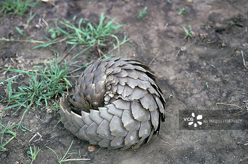 地穿山甲图片素材