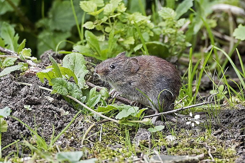 萨福克树篱中的林姬鼠图片素材