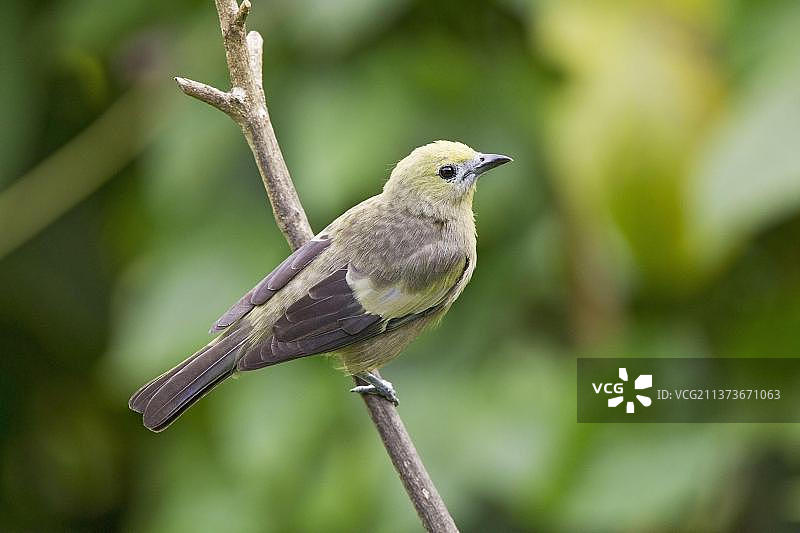 棕榈唐纳雀图片素材