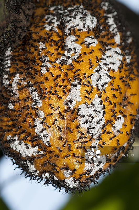 可可豆上的黑可可蚂蚁图片素材