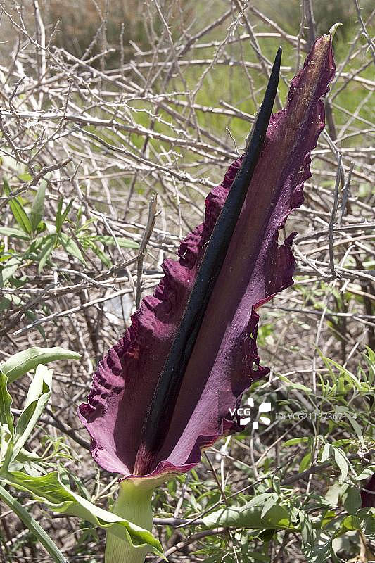 希腊莱斯沃斯寻常龙海芋图片素材