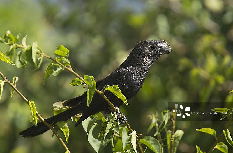 栖息在树枝上的黑鹊鹞成年鸟，特立尼达和多巴哥，中美洲图片素材