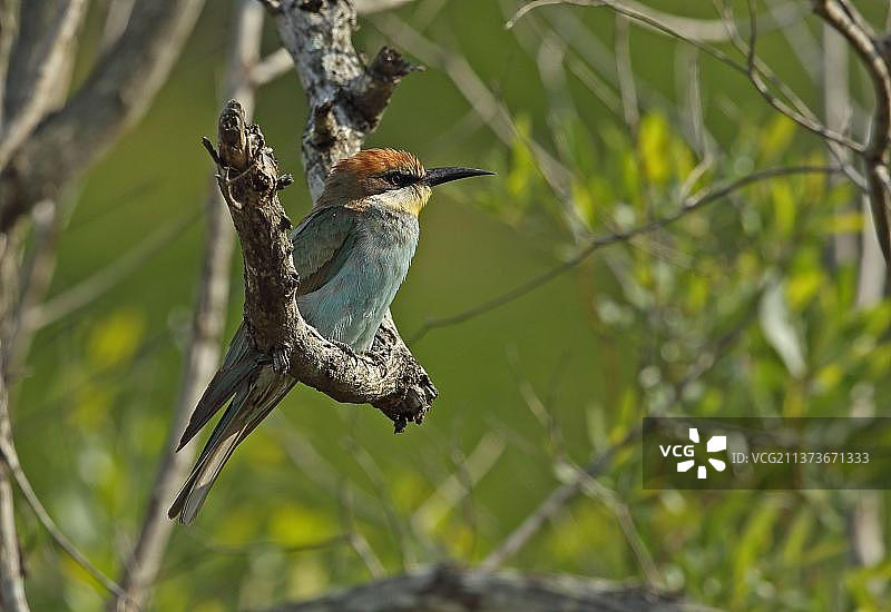 幼年欧洲蜂虎栖息在枯枝上，位于南非夸祖鲁-纳塔尔省滕贝大象公园图片素材