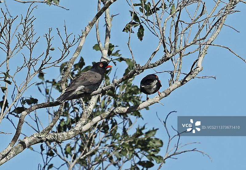 雷兹盔菊鸟（Prionops retzii tricolor），两只成鸟栖息在树上，位于南非夸祖鲁-纳塔尔省马普托兰的滕贝大象公园图片素材