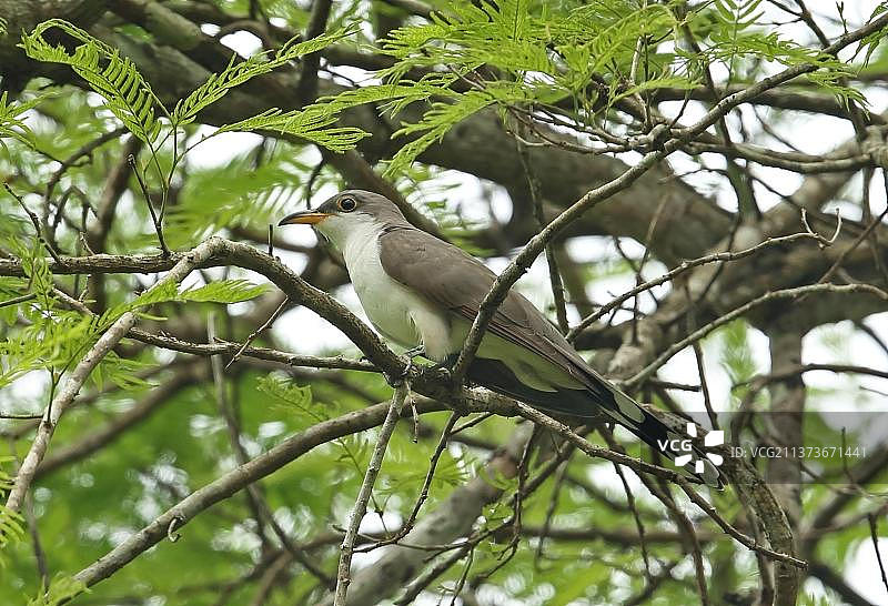 黄嘴杜鹃，栖息在树枝上，巴拿马达连图片素材