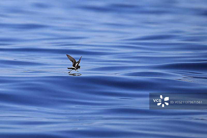 欧洲海燕在葡萄牙阿尔加维海面觅食图片素材