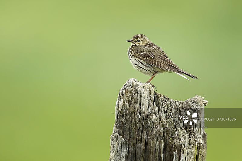 草地鹨（Anthus pratensis）成年鸟，站在柱子上，欧洲冰岛图片素材