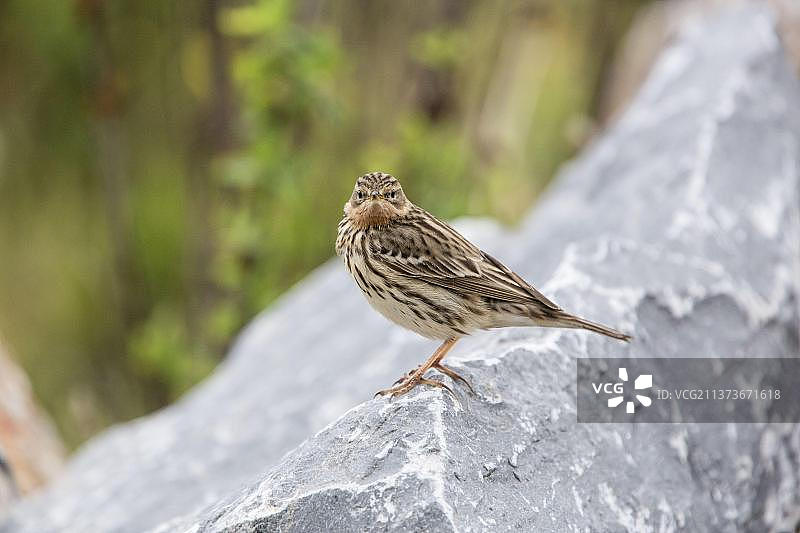 红喉鹨成鸟，繁殖羽，站立在岩石上，克里特岛，希腊，欧洲图片素材