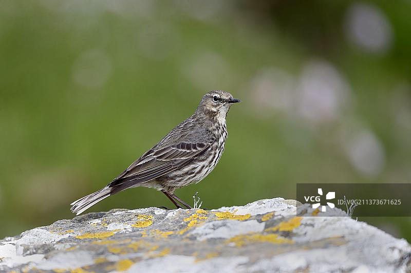 岩鹨（Anthus petrosus）成年鸟，站在岩石上，奥克尼，苏格兰，英国，欧洲图片素材
