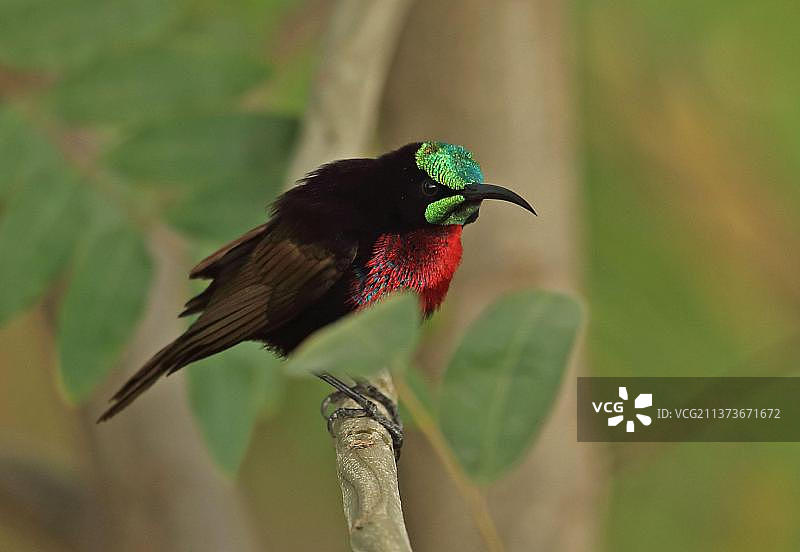 雄性塞内加尔太阳鸟图片素材